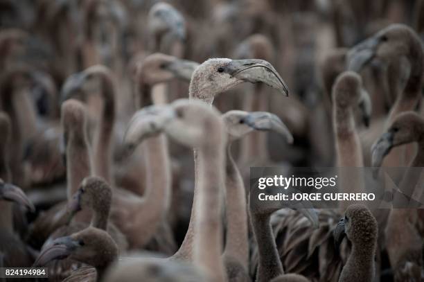 Flamingos move around a pen at Fuente de Piedra lake, 70 kilometres from Malaga, on July 29 during a tagging and control operation of flamingo chicks...