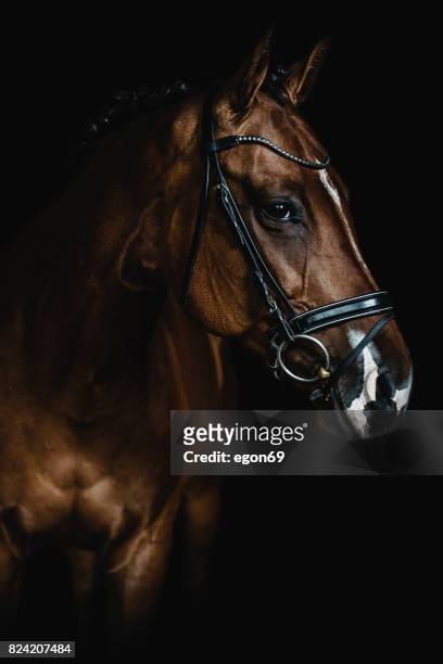 retrato de cavalo  - dressage - fotografias e filmes do acervo