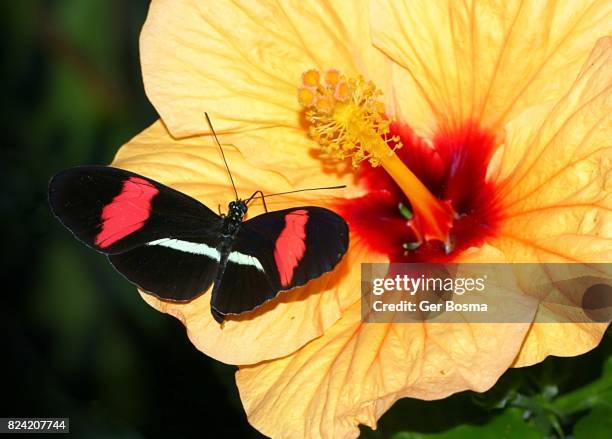 common  postman butterfly on hibiscus - heliconiinae stockfoto's en -beelden