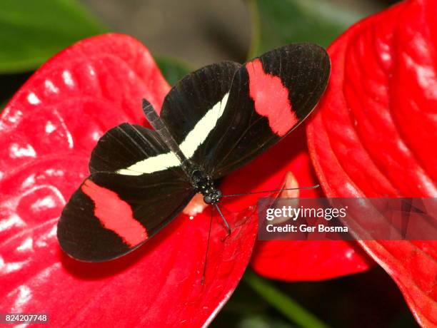 common  postman (heliconius melpomene) - heliconiinae stockfoto's en -beelden