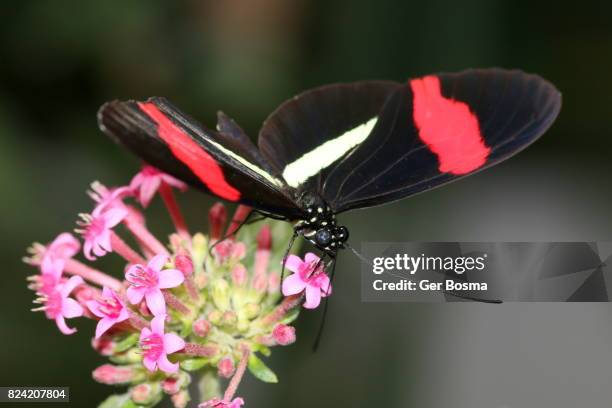 common  postman (heliconius melpomene) - heliconiinae stockfoto's en -beelden