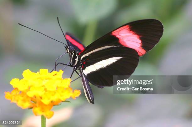 common  postman butterfly (heliconius melpomene) - heliconiinae stockfoto's en -beelden