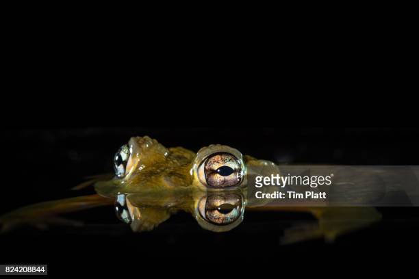 west african bullfrog - african bullfrog stock-fotos und bilder