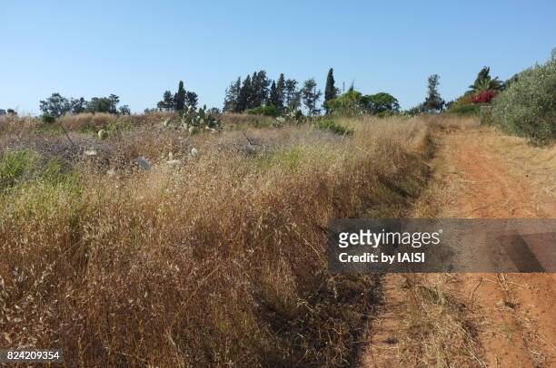 a footpath on lhe lands of kibbutz glil yam - 1943 stock pictures, royalty-free photos & images