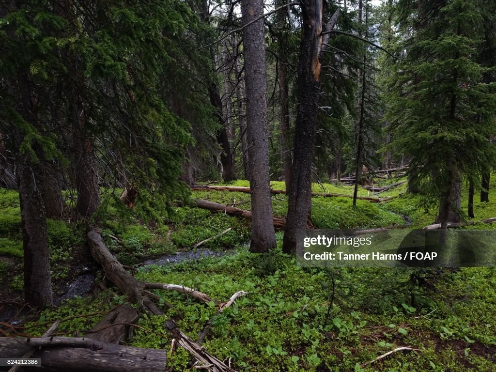 Fallen tree in the forest