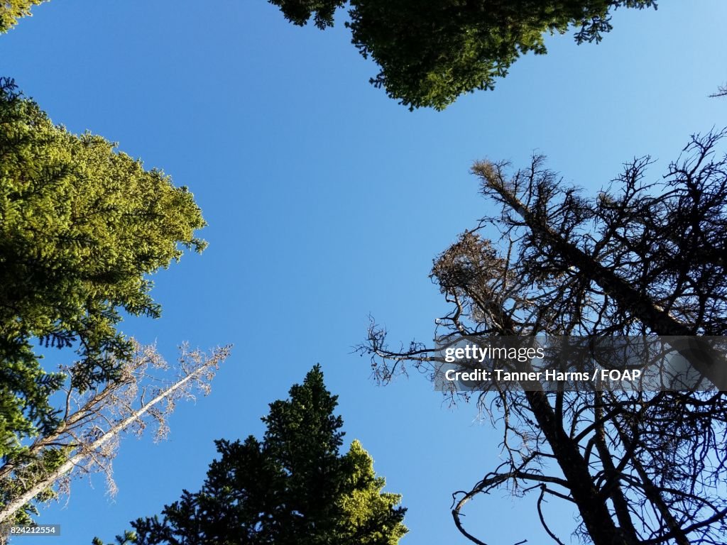 Low angle view of tree in forest