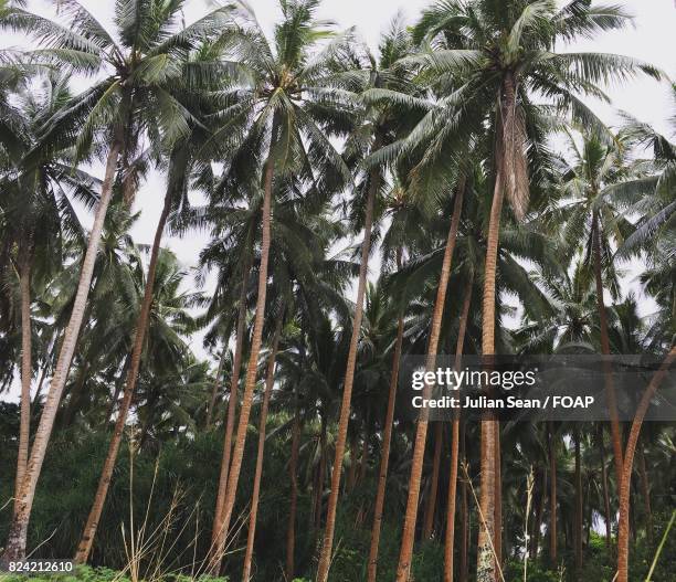 close-up of coconut trees - sean julian stock pictures, royalty-free photos & images