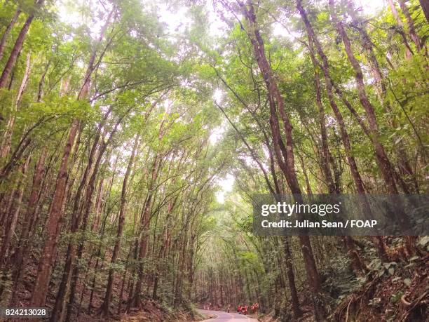 view of road through forest - sean julian stock pictures, royalty-free photos & images