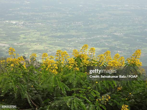 hill view and plant - balu stock pictures, royalty-free photos & images