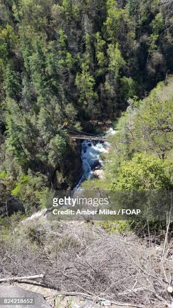 trees by river in forest - amber brooks stock pictures, royalty-free photos & images