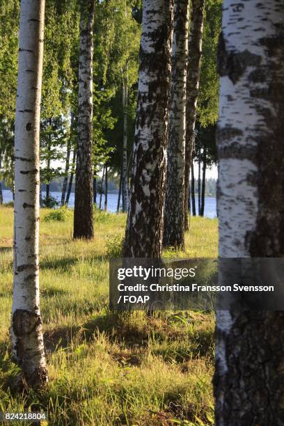 trees growing in forest - christina ramos - fotografias e filmes do acervo