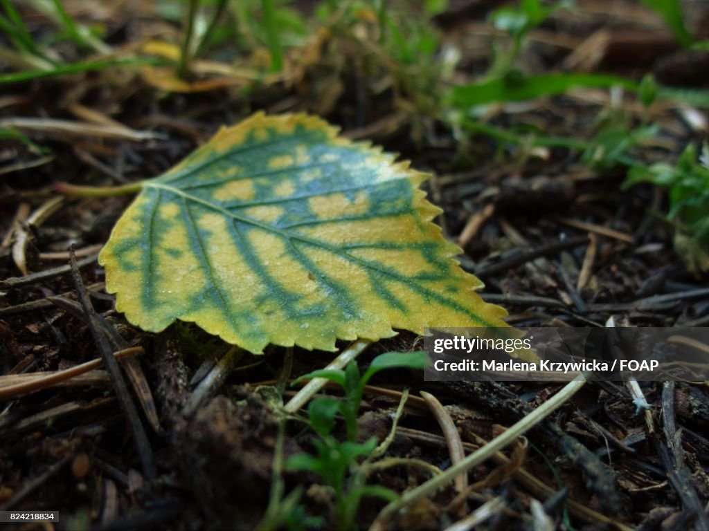 Close-up of fallen leaf on twigs