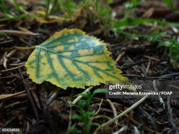close-up of fallen leaf on twigs - pinus monophylla stock pictures, royalty-free photos & images