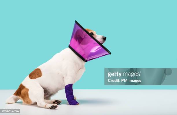 Dog wearing cone collar