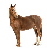 Horse looking at camera in front of white background