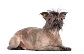 Hairless Mixed-breed dog, mix between a French bulldog and a Chinese crested dog, lying and looking at the camera in front of white background