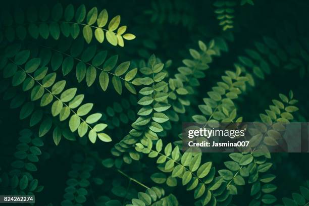 leaf background - lush tree stock pictures, royalty-free photos & images