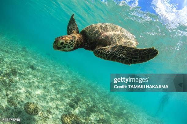 turtle having fun - miyakojima stock pictures, royalty-free photos & images