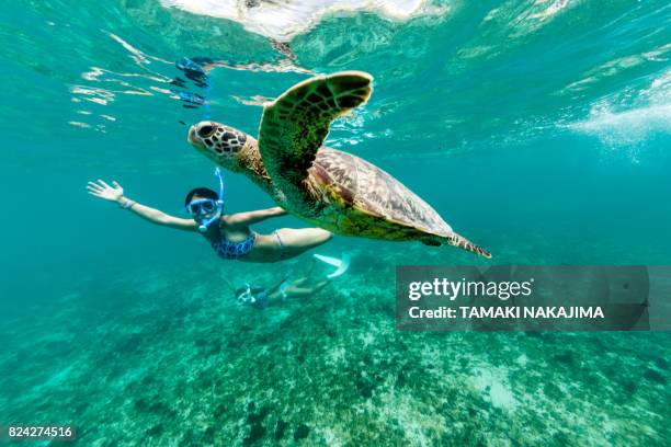 la tortuga que se divierten - snorkeling fotografías e imágenes de stock