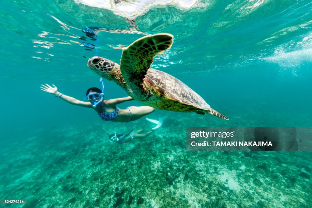Turtle having fun