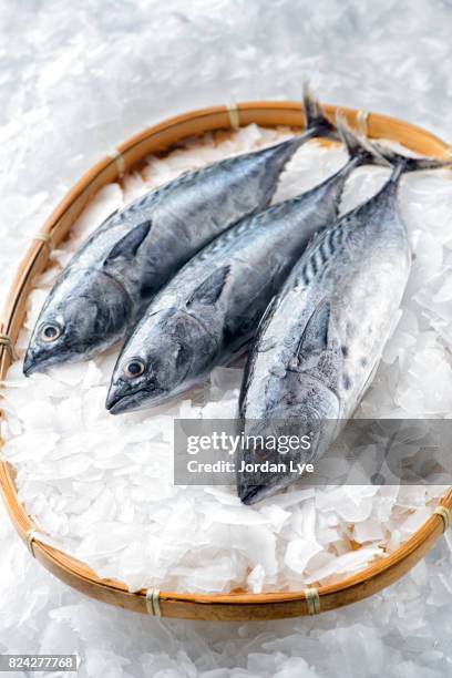 three bonito tuna fish - bonito stock pictures, royalty-free photos & images