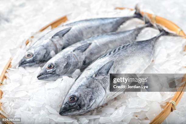 three bonito tuna fish - tuna seafood stock-fotos und bilder