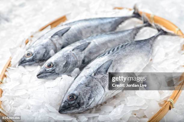 three bonito tuna fish - tuna seafood imagens e fotografias de stock