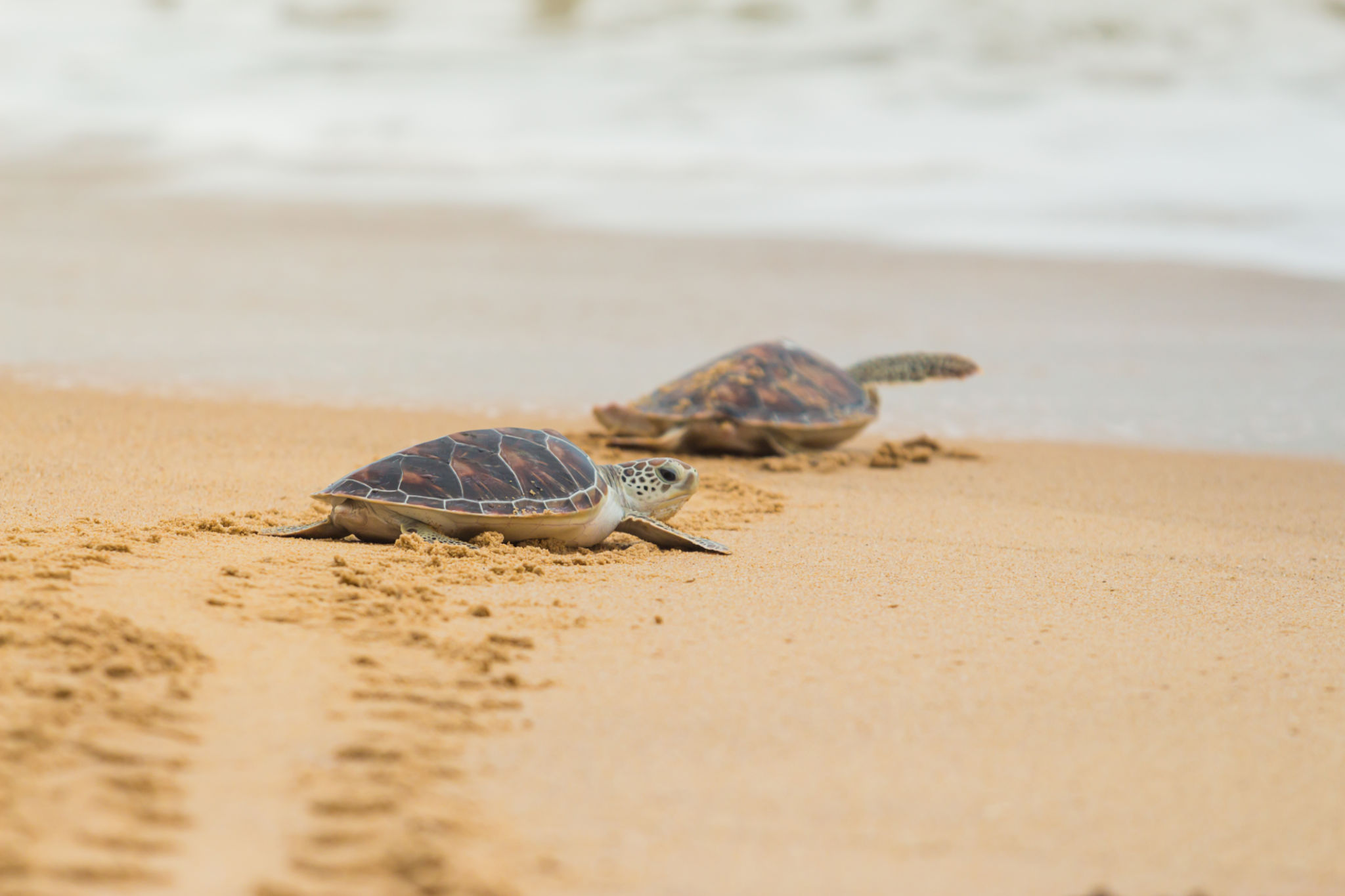turtle nesting beach