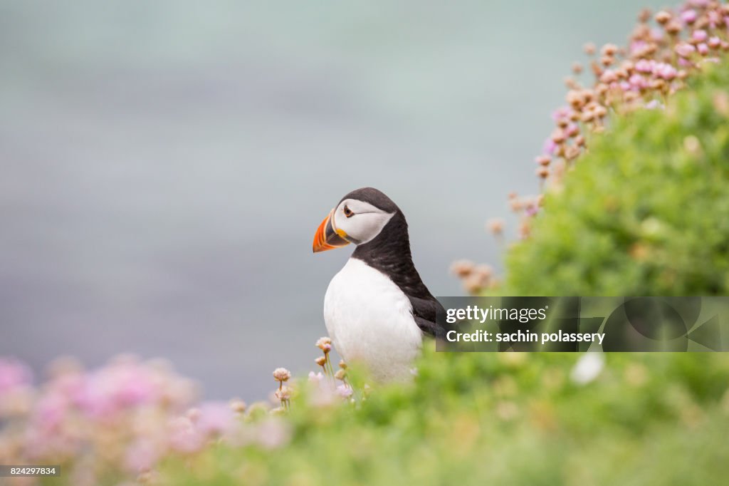 Atlantic Puffin