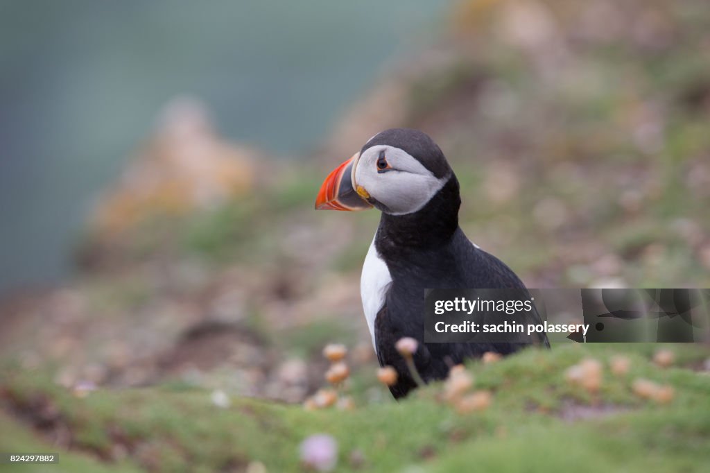 Atlantic Puffin