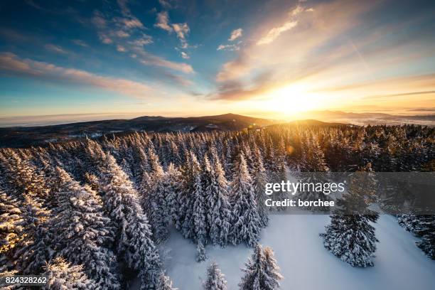 winter sunrise above the forest - winter wilderness stock pictures, royalty-free photos & images