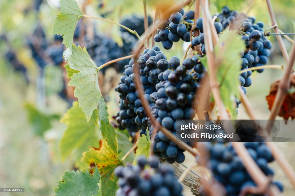 Rote Traube in der Toskana, Italien