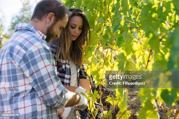 adulto joven cosecha uvas rojas - vendimia fotografías e imágenes de stock