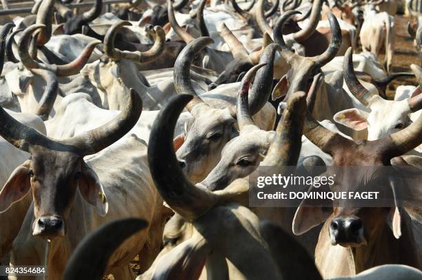 In this photograph taken on July 19 cows gather together at the 'Sri Krishna' cow shelter in Bawana, a suburb of the Indian captial New Delhi. -...