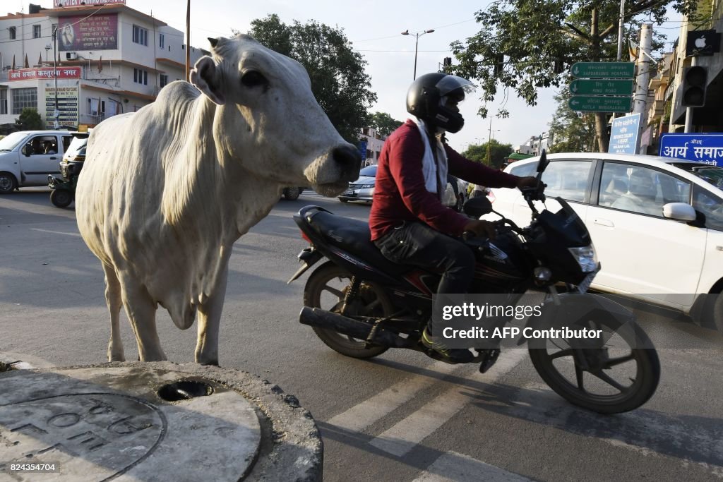 INDIA-COWS-ANIMAL-RELIGION