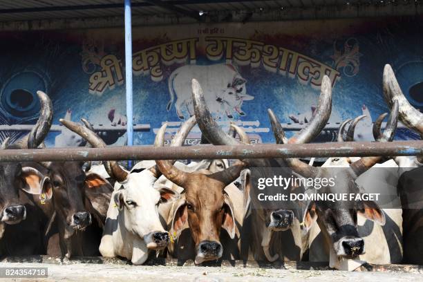 In this photograph taken on July 19, 2017 cows look on at the 'Sri Krishna Gaushala' in Bawana, a suburb of the Indian capital New Delhi. - Revered...