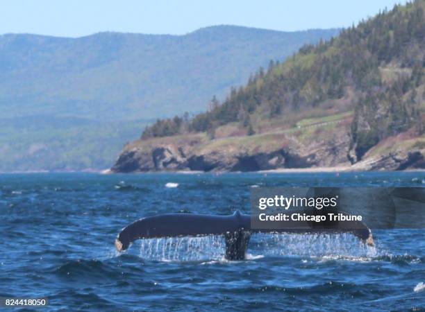 Fin whale, among others, was spotted on a whale-watching excursion off the Gaspe Peninsula.