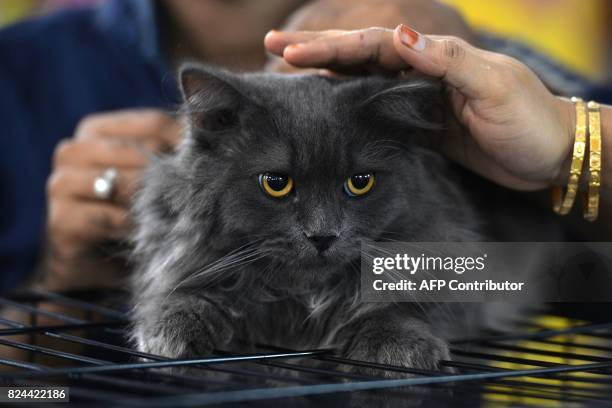 Visitors pat Sheru, a Siberian cat, during the 8th International Cat Show organised by the World Cat Federation in Bangalore on July 30, 2017. / AFP...