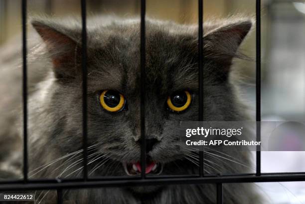 Sheru, a Siberian cat, is seen in a cage during the 8th International Cat Show organised by the World Cat Federation in Bangalore on July 30, 2017. /...