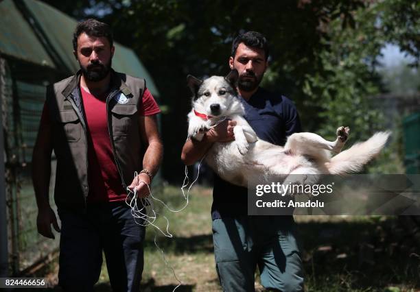 Dog is carried to receive a medical treatment from veterinarians and animal health care members who works for the name of Four Paws, in Bursa, Turkey...