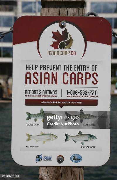 Sign urging people to report sightings of Asian Carp along Lake Ontario in Toronto, Ontario, Canada. These invasive species threaten local fish...