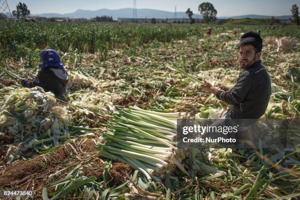 Syrian refugees living and working in seasonal agricultural camps near Izmir, Turkey. Refugees are often exploited and underpaid in Turkey's...