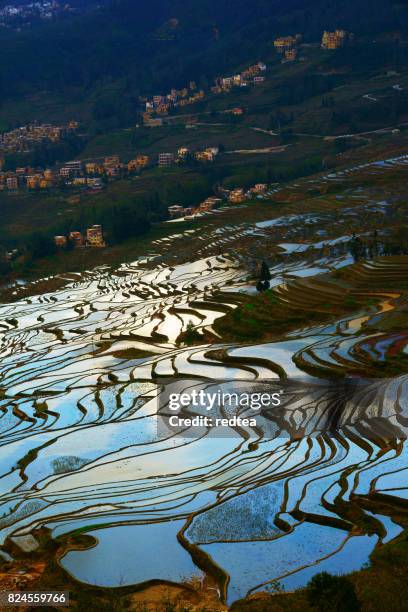 natte rijstvelden in zuid-china - yuanyang stockfoto's en -beelden