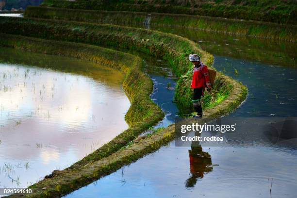 flooded rice fields in south china - yunnan province stock pictures, royalty-free photos & images