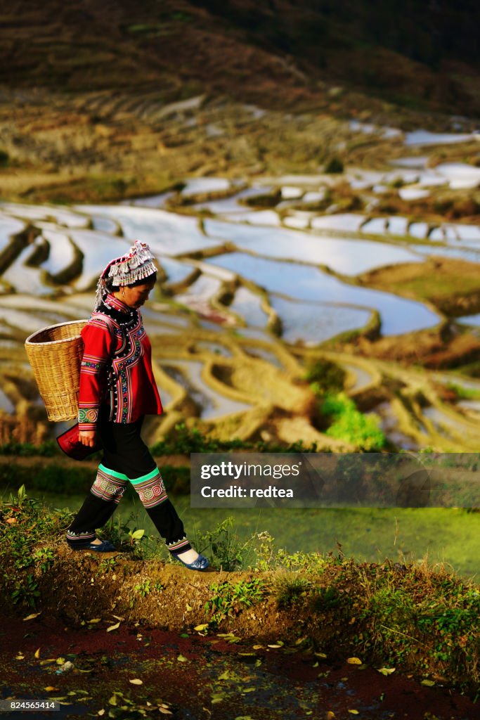 Flooded rice fields in South China