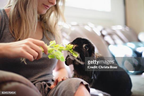 feeding a rabbit celery - domestic animals stock pictures, royalty-free photos & images