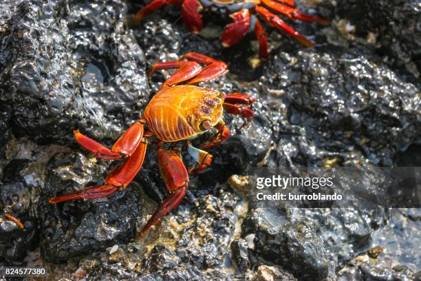 eine rote und gelbe krabbe spaziergänge entlang einige nasse felsen - winkerkrabbe stock-fotos und bilder