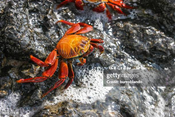 a red and yellow crab walks along some wet rocks - fiddler crab stock pictures, royalty-free photos & images