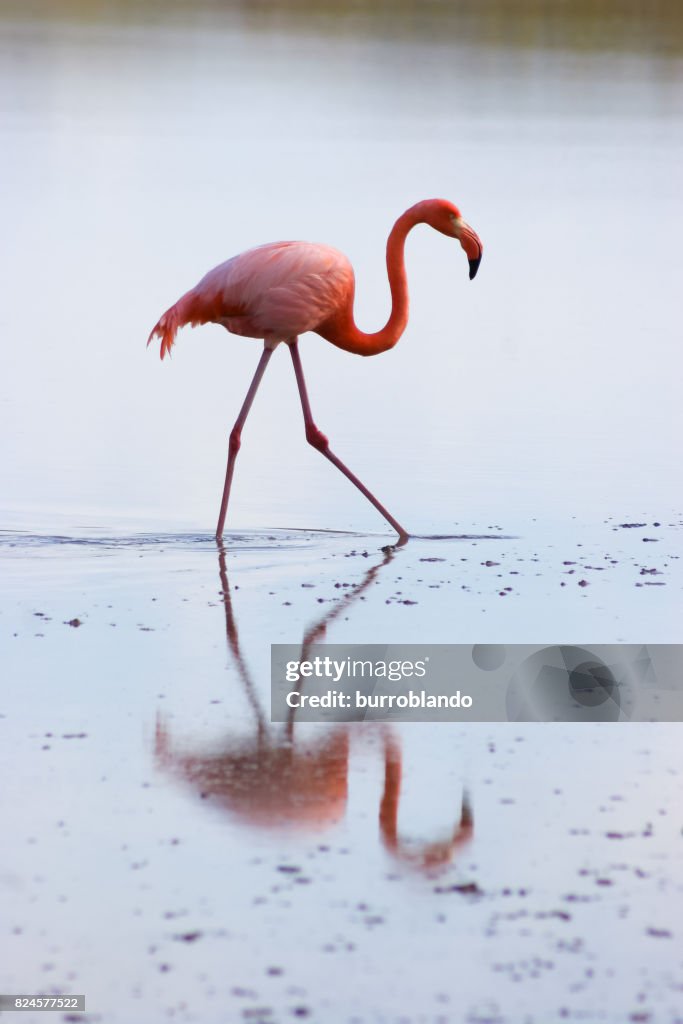 A single pink flamingo feeds in the brown brackish water