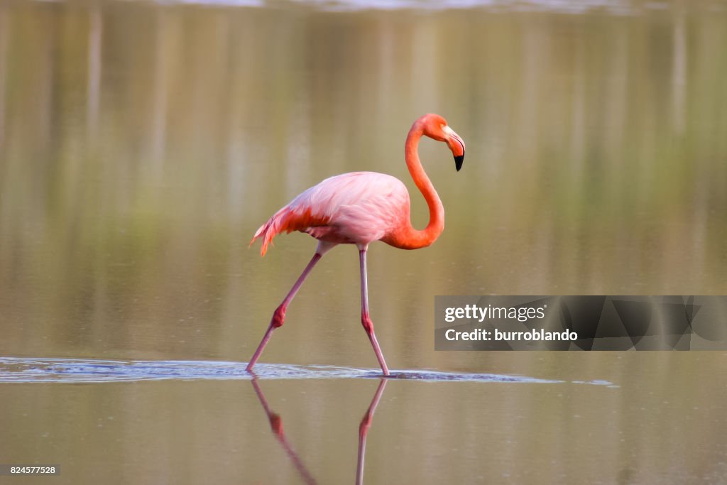 Ein einzelner rosa Flamingo speist im braunen Brackwasser
